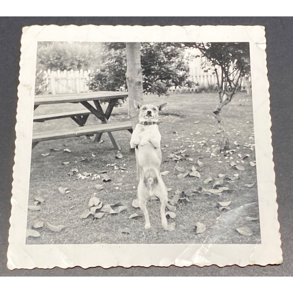 Vintage 1950s B&W Snapshot Photo Small Dog Standing Hind Legs 3.5x3.5" Porkey